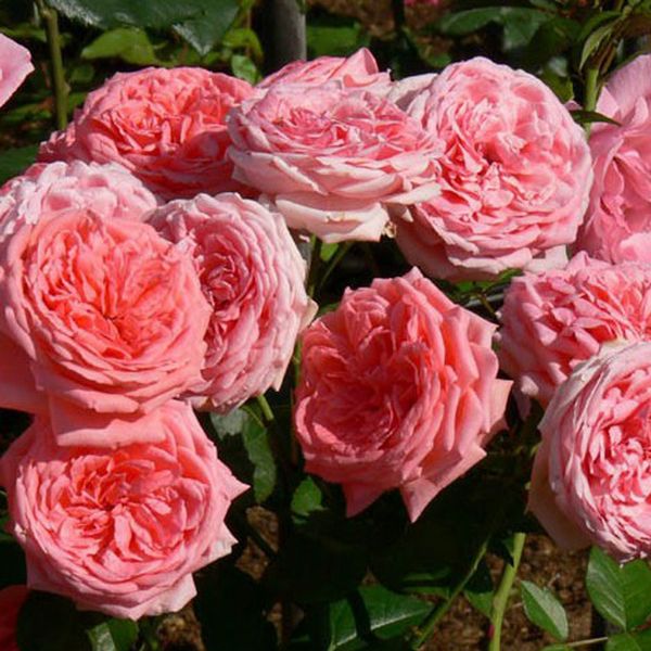 Розы Флорибунда 