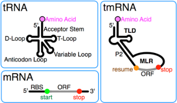 Рисунок 1. Схемы трех наиболее важных для организма современных нуклеиновых цепей: тРНК, мРНК и тмРНК [10].