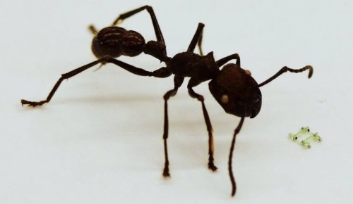 Миниатюрный шагающий робот и муравей