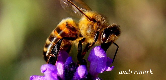 Бджоли можуть додавати й віднімати - вчені
