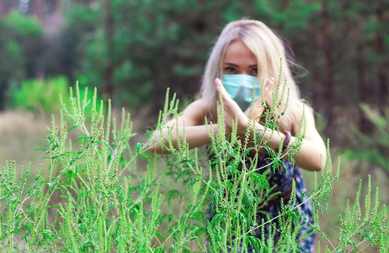 Вісті з Полтави - КП «Декоративні культури» за 3,2 млн планує закупити 150 тис літрів засобу проти амброзії — обприскувати алерген планують вже у червні