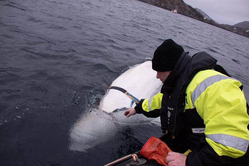 В Норвегии рыболовы вскрыли дрессированную белуху с ремнем для GoPro