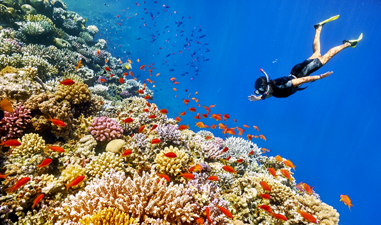 Туризм в Египте вредит экосистеме Красного моря