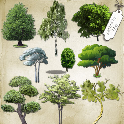 Клипарт - Летние деревья с зеленой листвой