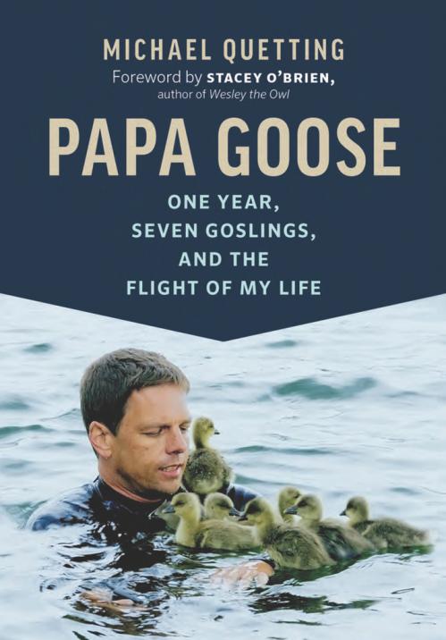 Papa Goose by Michael Quetting